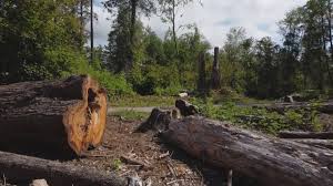 Best Tree and Shrub Care  in New Boston, TX