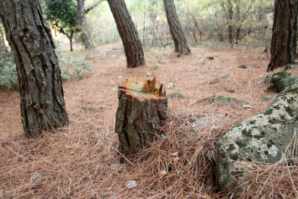 How Our Tree Care Process Works  in  New Boston, TX