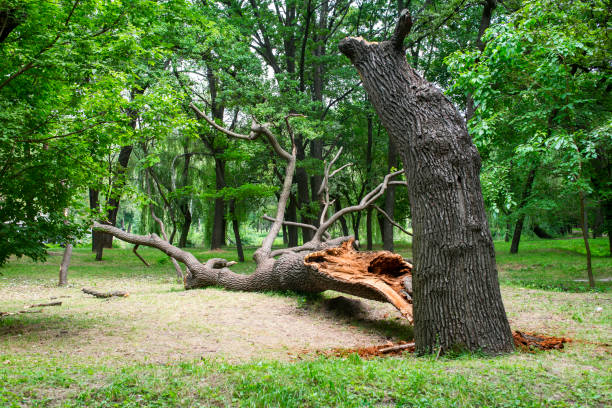 Trusted New Boston, TX Tree Care Experts
