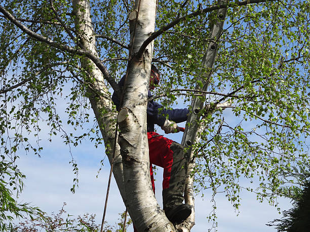 Best Storm Damage Tree Cleanup  in New Boston, TX